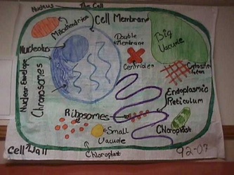 Cell Organelle Poster Project - Mary M. McEwan Professional Teaching